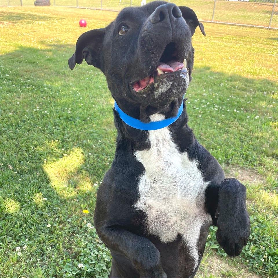 Shane, Adoptable, Adult Male Mixed Breed.