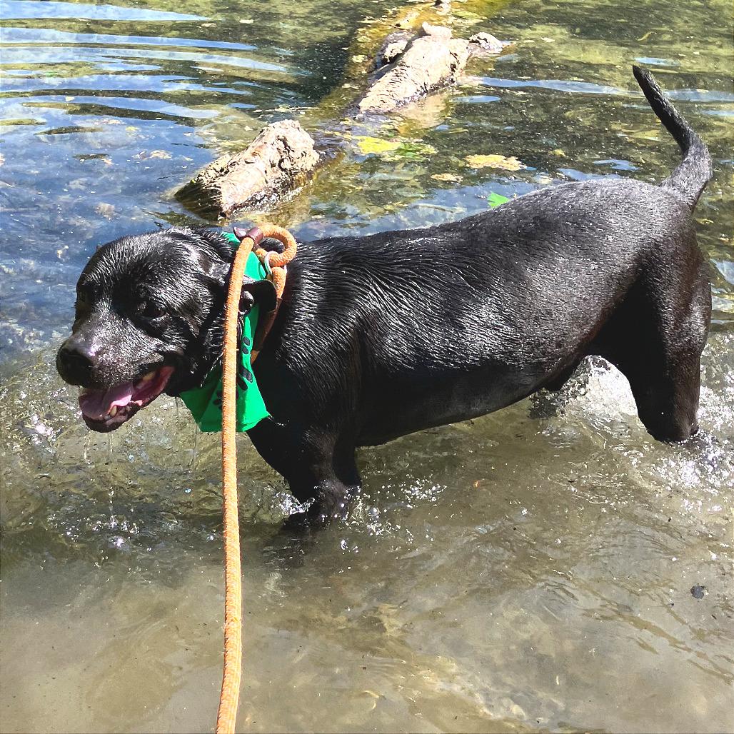 Shane, a Adoptable Mixed Breed in Chattanooga, TN image 2/6