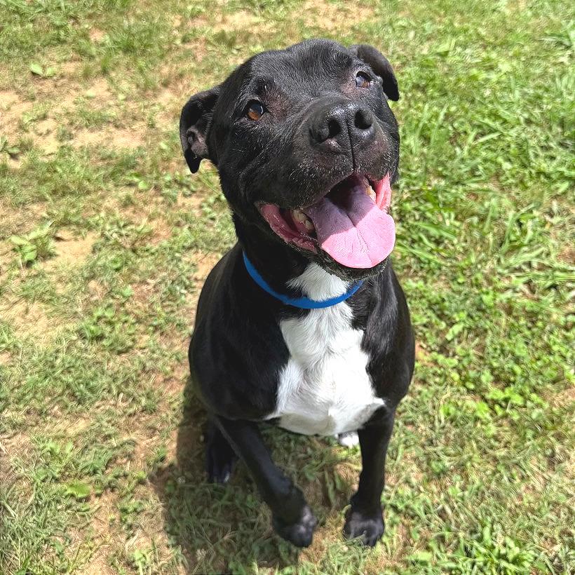 Shane, a Adoptable Mixed Breed in Chattanooga, TN image 3/6