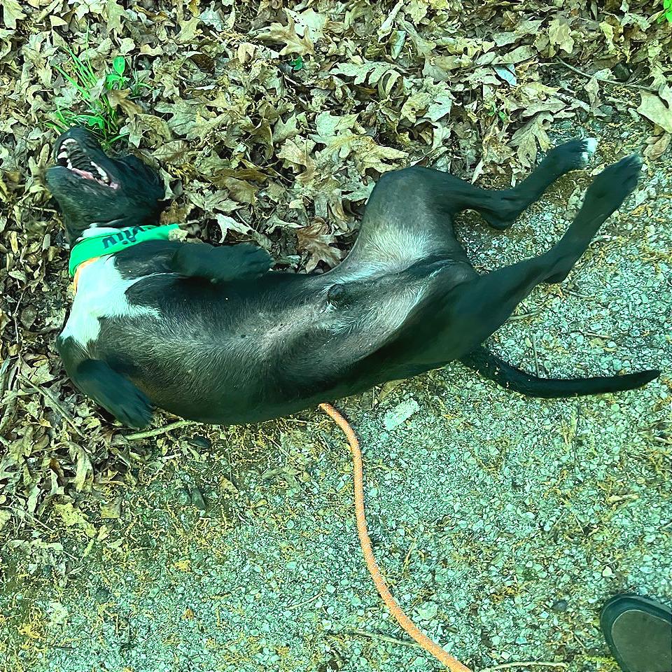 Shane, a Adoptable Mixed Breed in Chattanooga, TN image 4/6