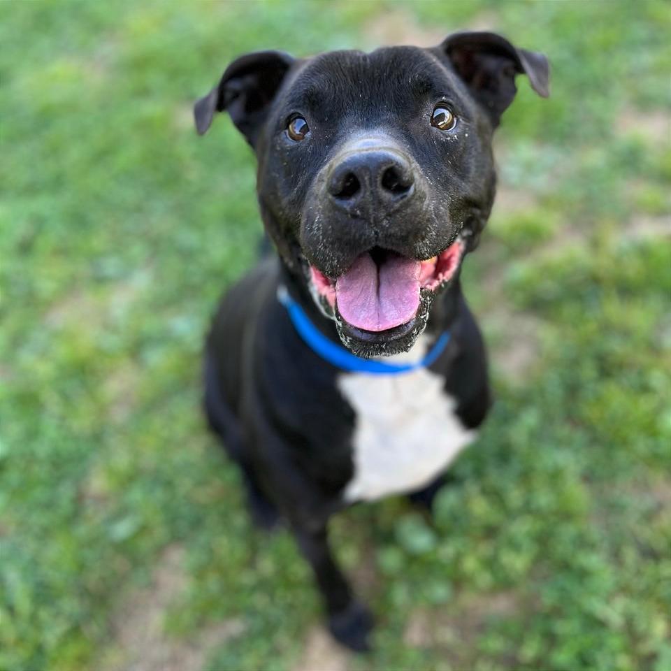 Shane, a Adoptable Mixed Breed in Chattanooga, TN image 5/6