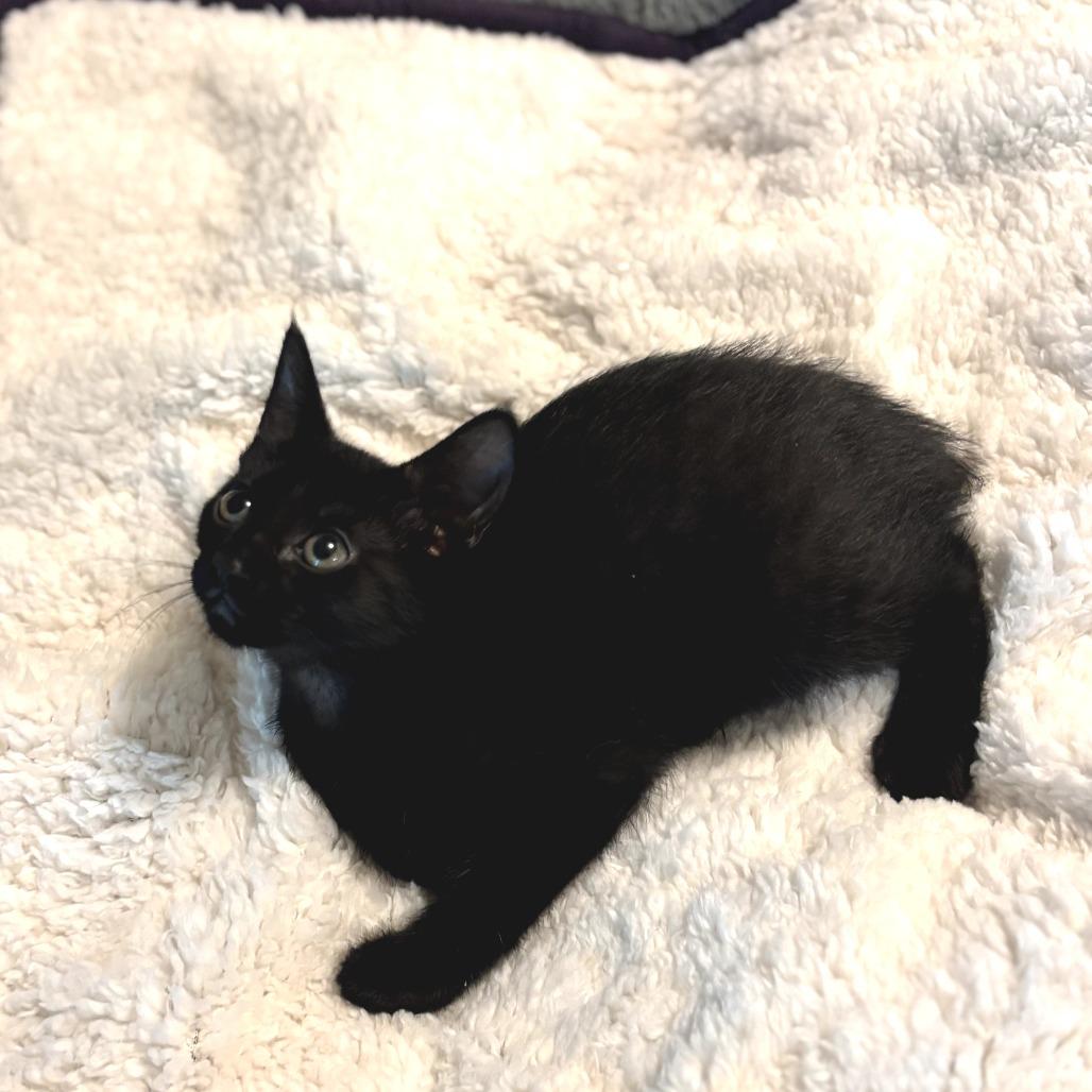 Blair, Adoptable, Kitten Female Domestic Short Hair.