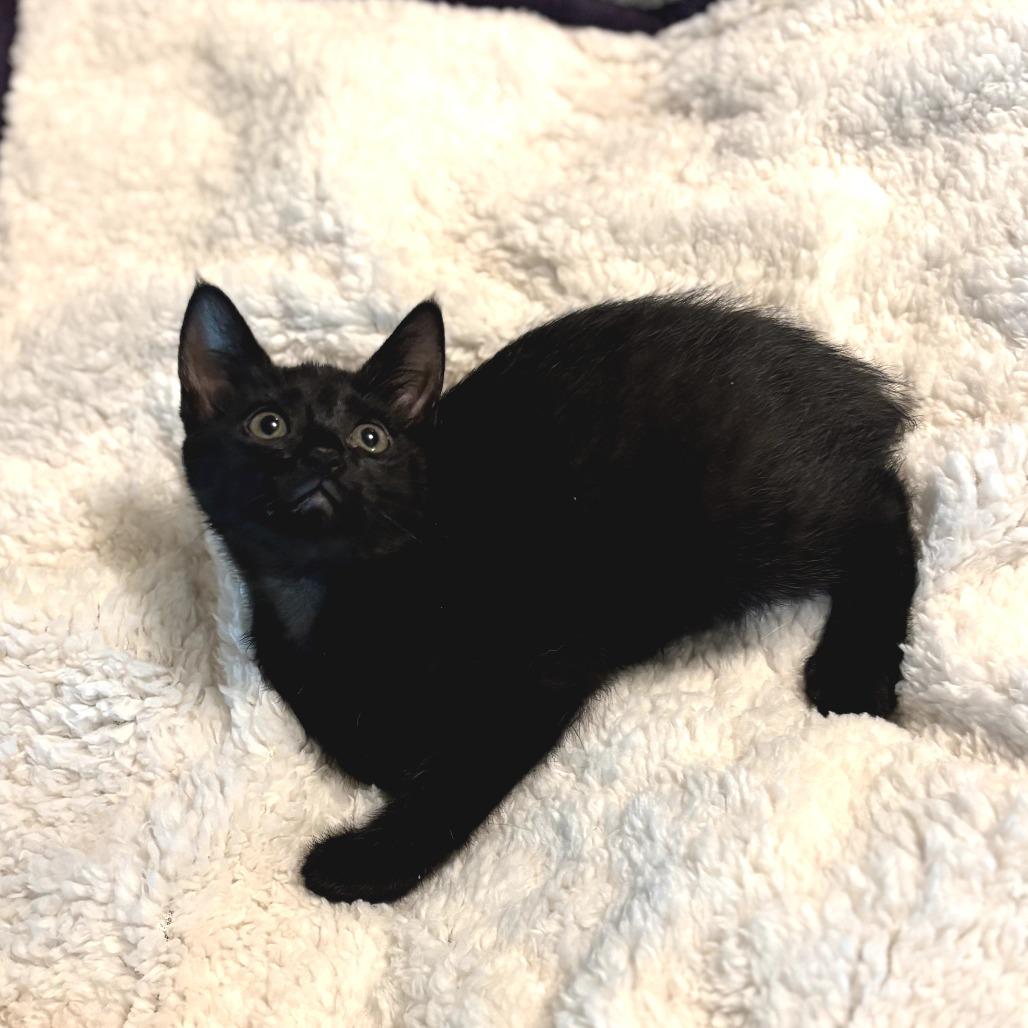 Enlarge Blair, a Adoptable Domestic Short Hair in Fort Worth, TX image 2/3