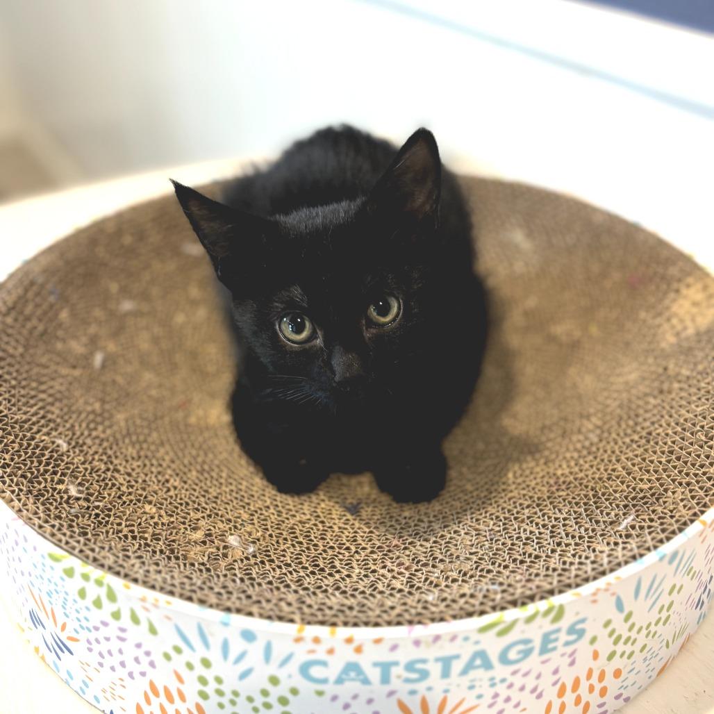 Blair, a Adoptable Domestic Short Hair in Fort Worth, TX image 3/4