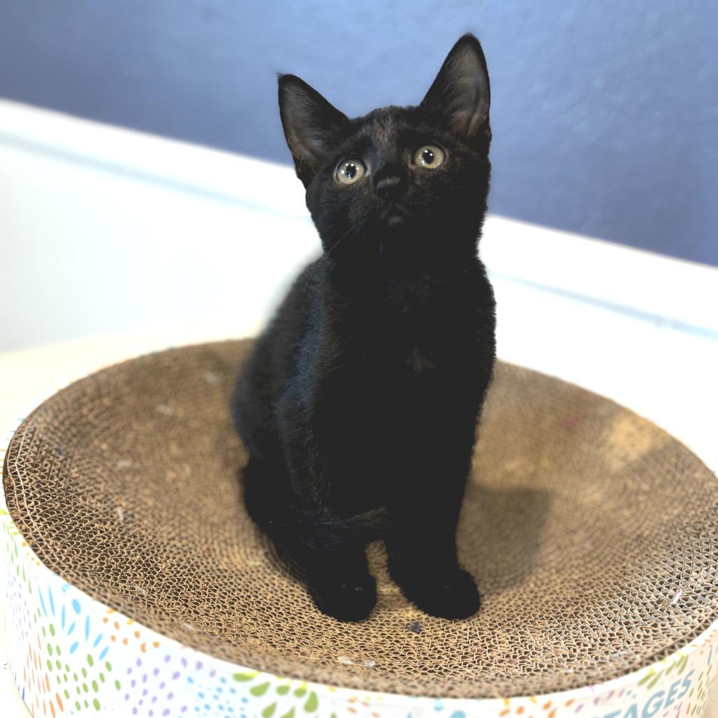 Blair, a Adoptable Domestic Short Hair in Fort Worth, TX image 4/4