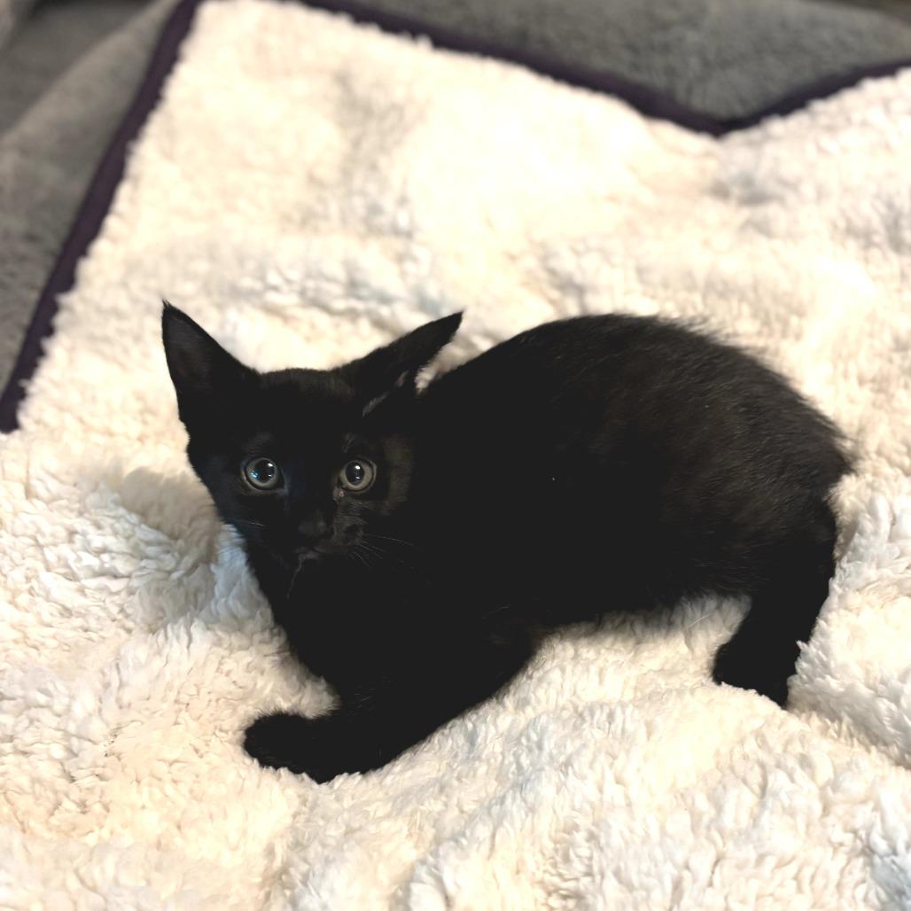 Enlarge Blair, a Adoptable Domestic Short Hair in Fort Worth, TX image 3/3