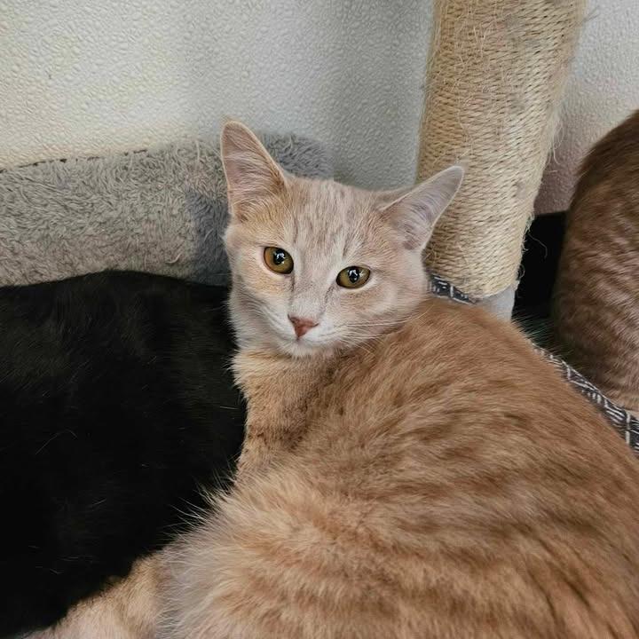 24-117/Ross, Adoptable, Adult Male Domestic Short Hair.