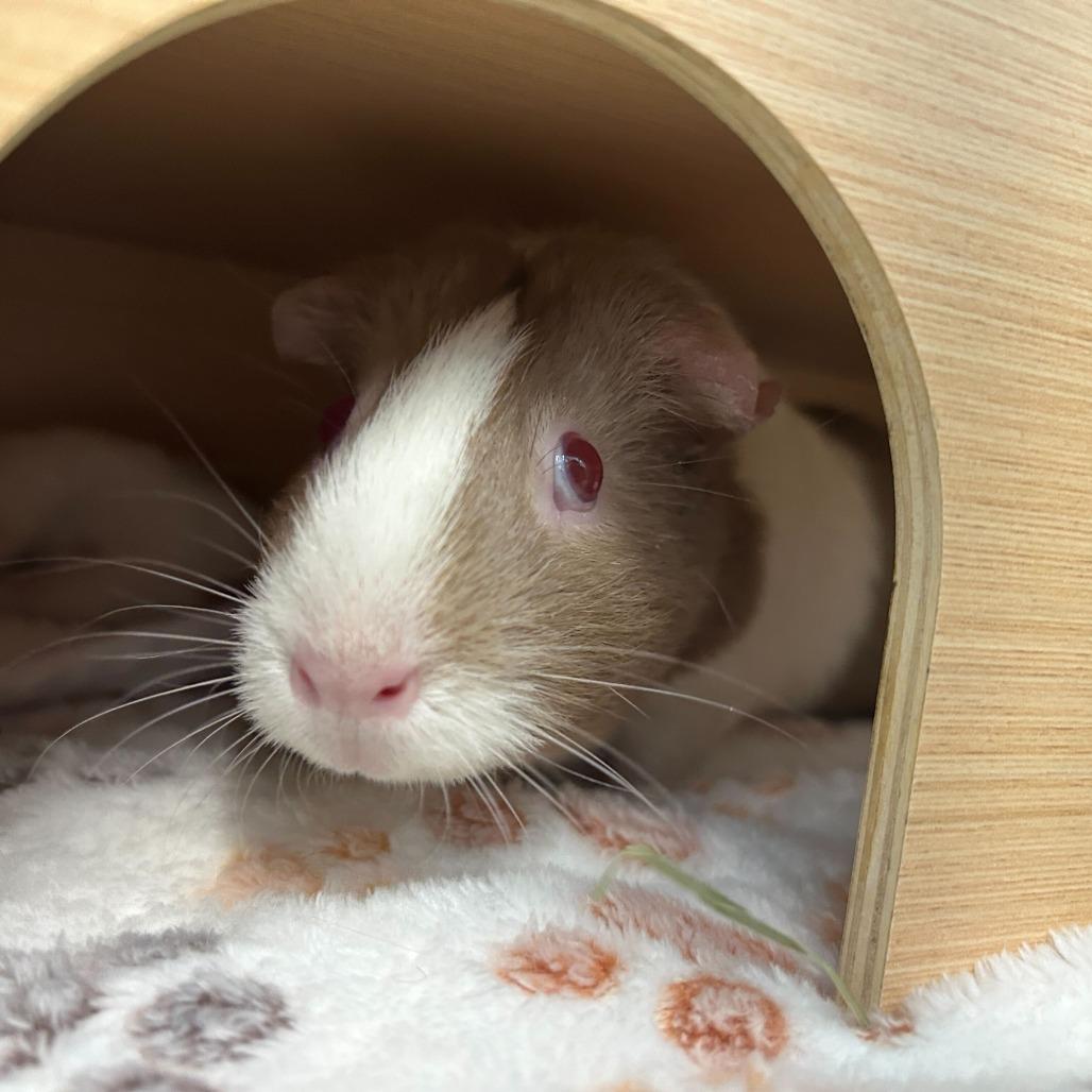 Enlarge Sara, a Adoptable Guinea Pig in Dover, NH image 1/3
