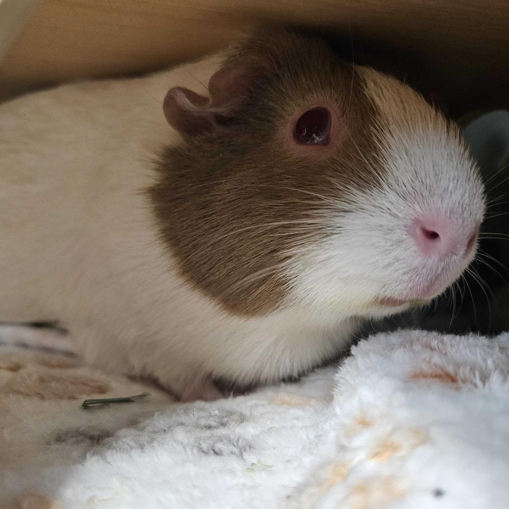 Enlarge Sara, a Adoptable Guinea Pig in Dover, NH image 2/3
