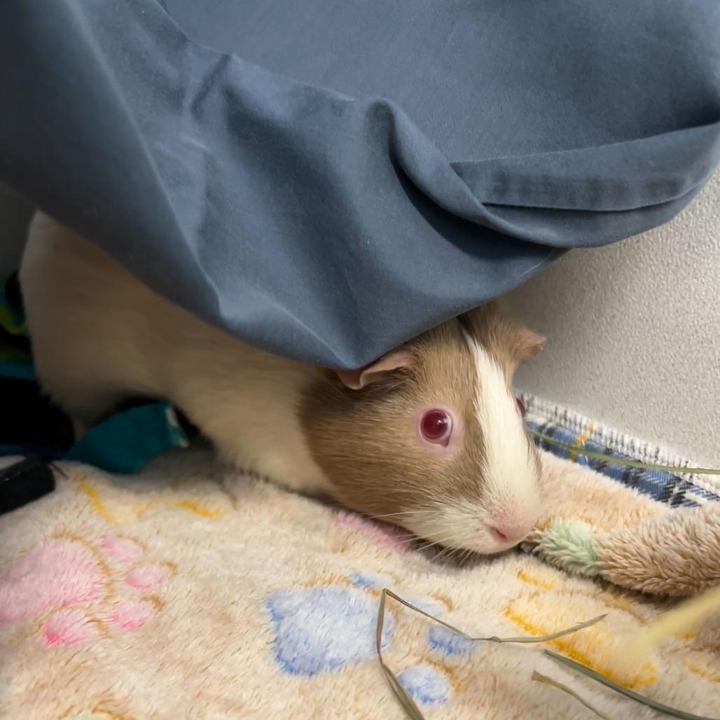Enlarge Sara, a Adoptable Guinea Pig in Dover, NH image 3/3