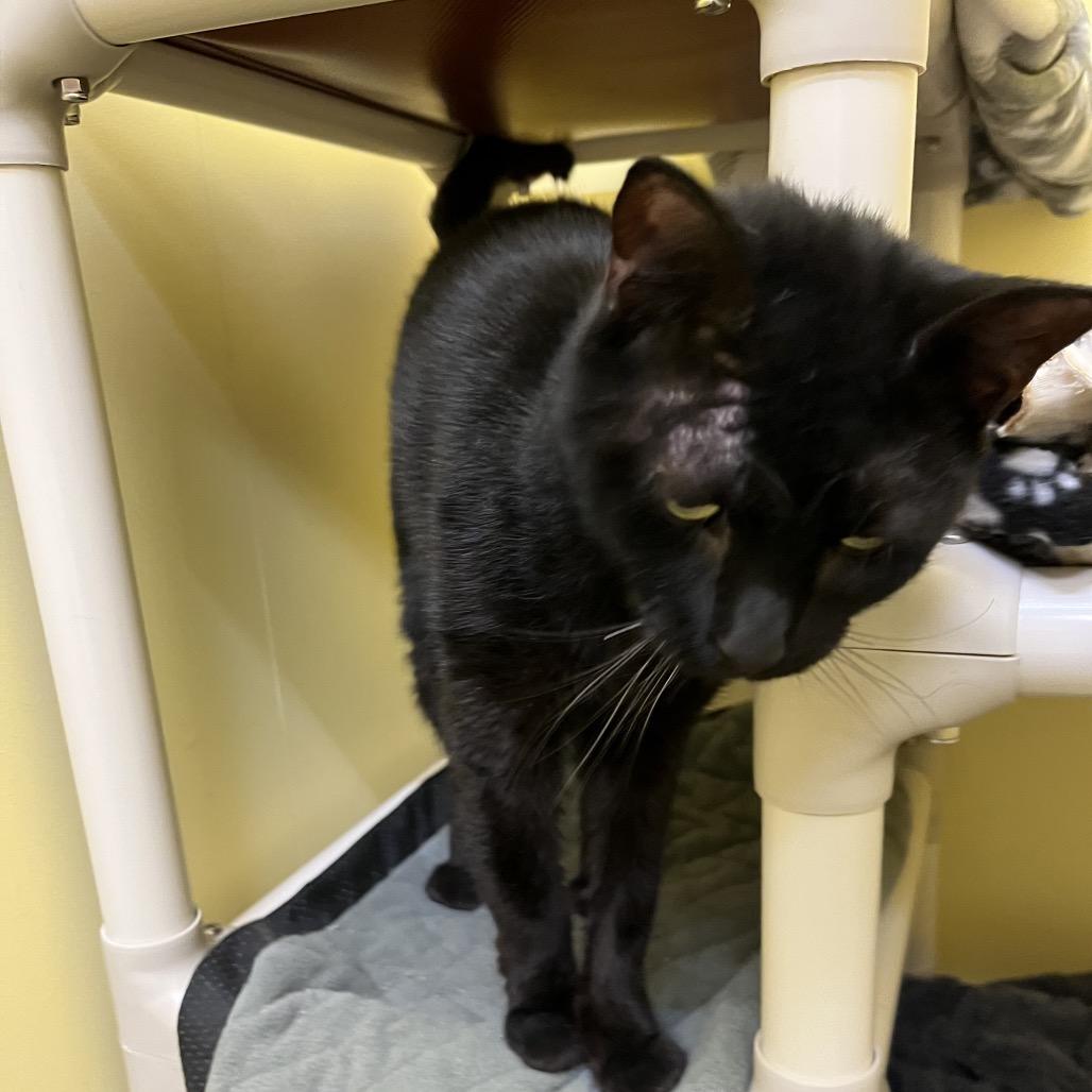 Enlarge Chloe, a Adoptable Domestic Short Hair in Bedford, NH image 2/4