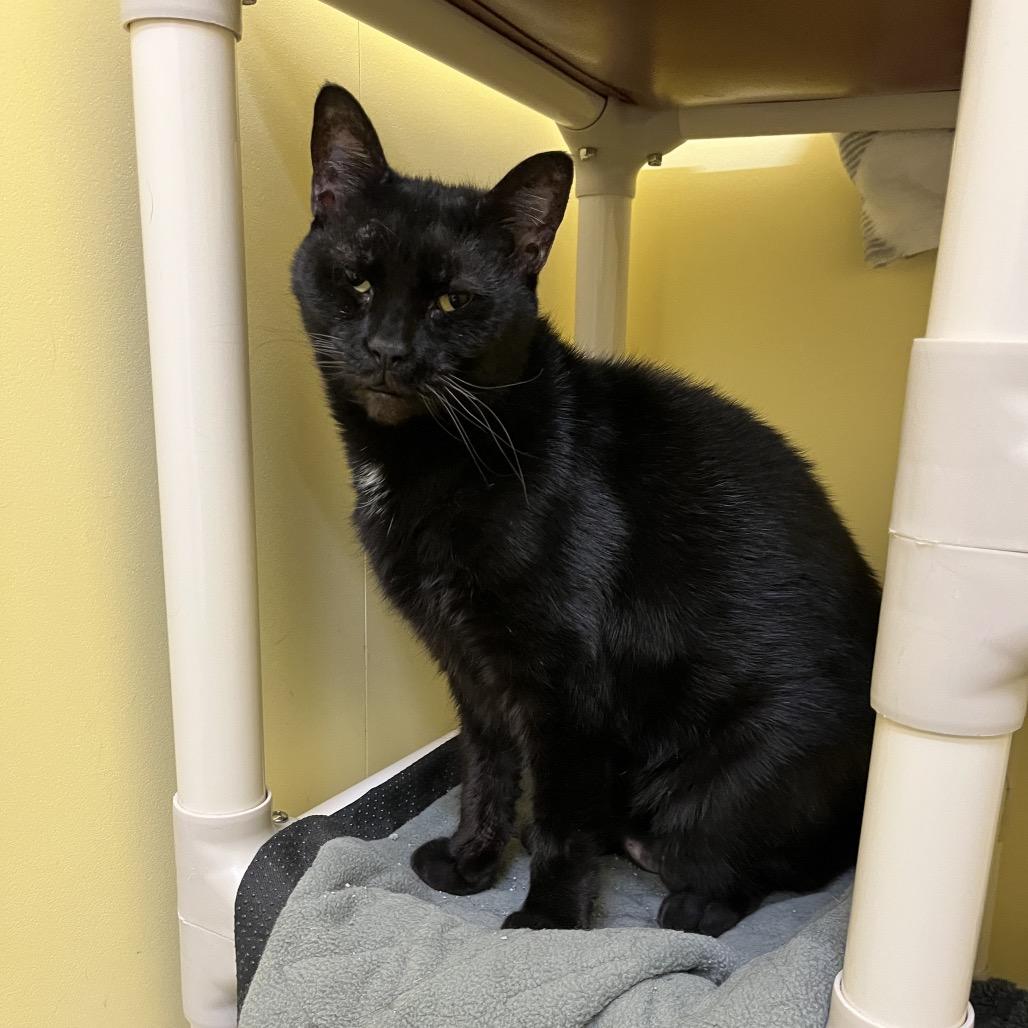 Enlarge Chloe, a Adoptable Domestic Short Hair in Bedford, NH image 3/4