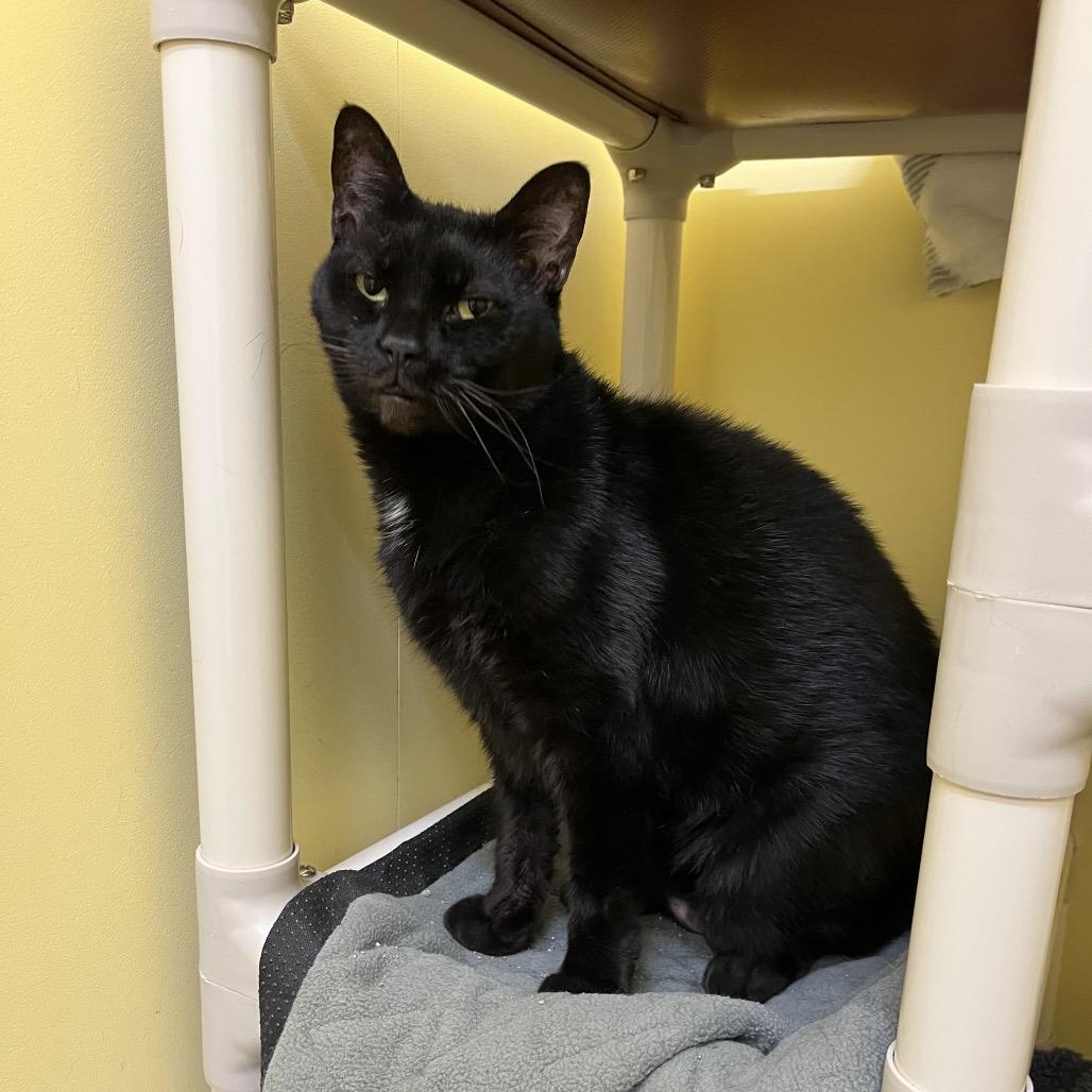 Enlarge Chloe, a Adoptable Domestic Short Hair in Bedford, NH image 4/4