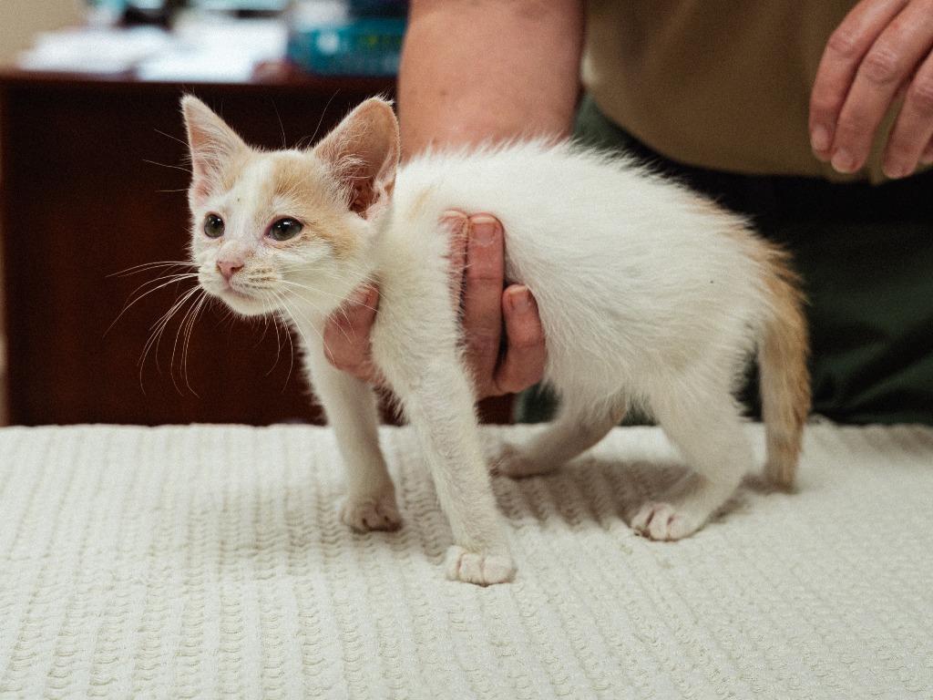 Enlarge Sassy, a Adoptable mixed breed in Mocksville, NC image 2/5
