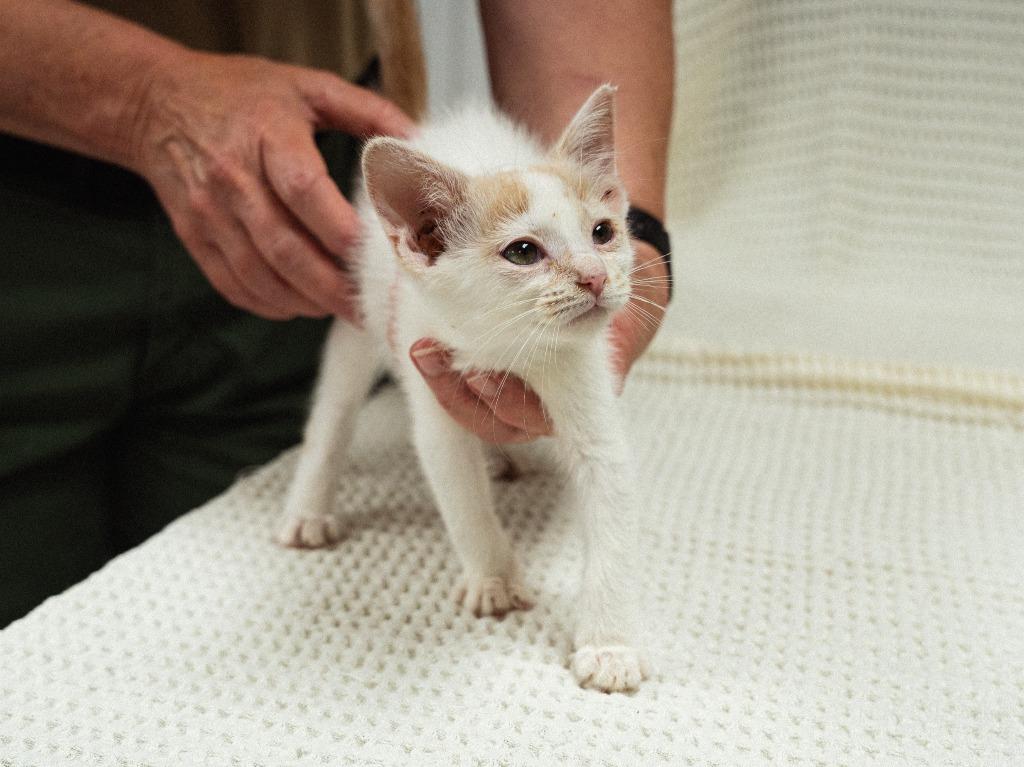 Enlarge Sassy, a Adoptable mixed breed in Mocksville, NC image 3/5