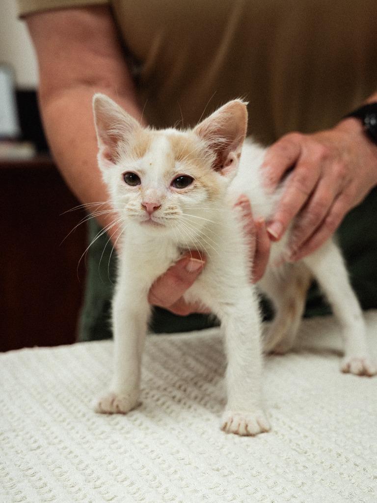 Enlarge Sassy, a Adoptable mixed breed in Mocksville, NC image 4/5