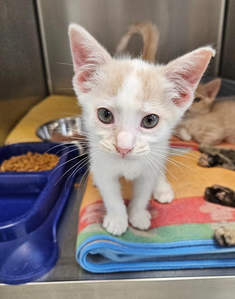 Enlarge Sassy, a Adoptable mixed breed in Mocksville, NC image 5/5