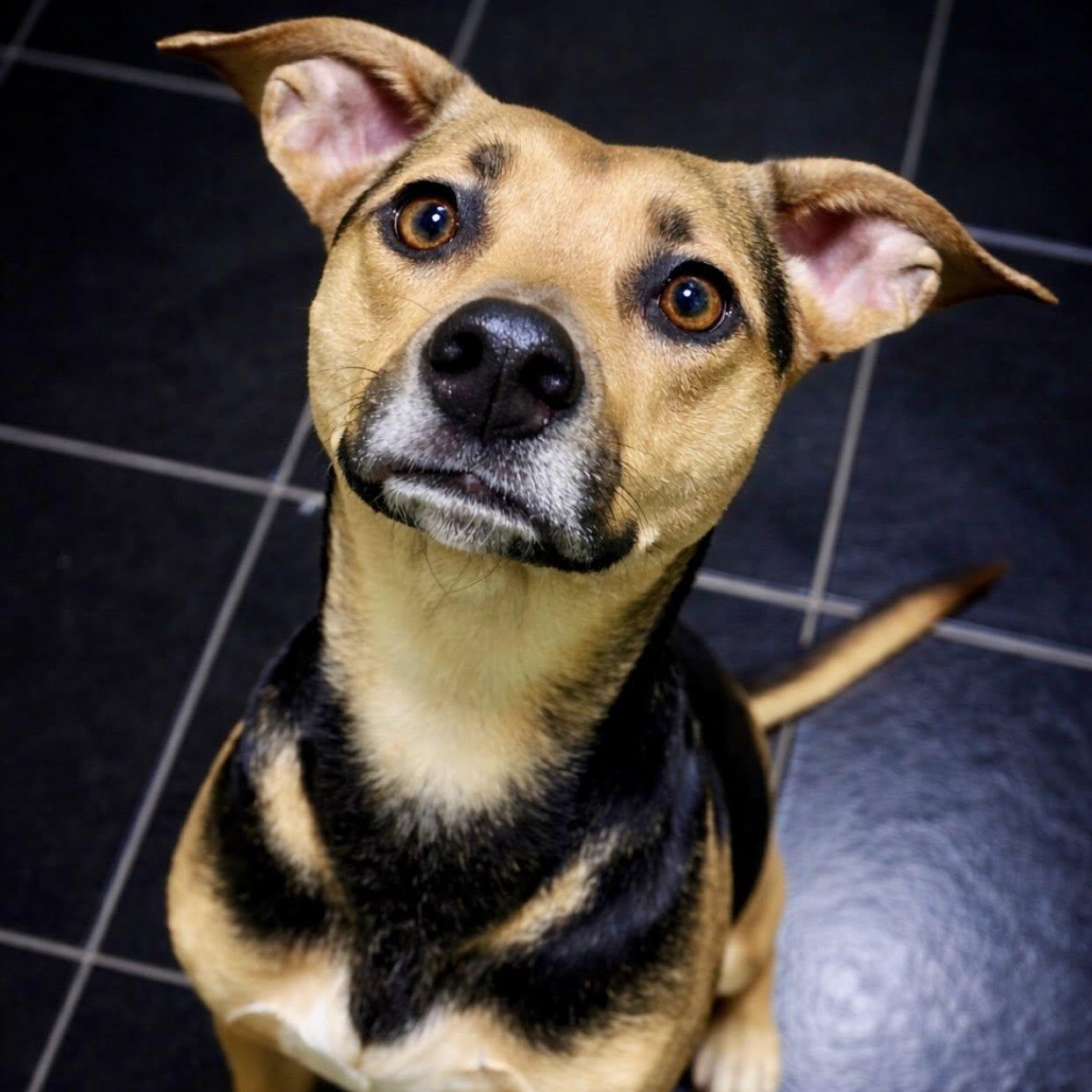 Gemma, ADOPTABLE, Young Female Shepherd & Pit Bull Terrier.