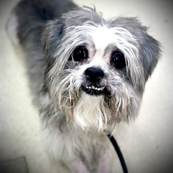 Enlarge Chou Chou- #50820, a ADOPTABLE Shih Tzu in Columbia, MD image 1/1