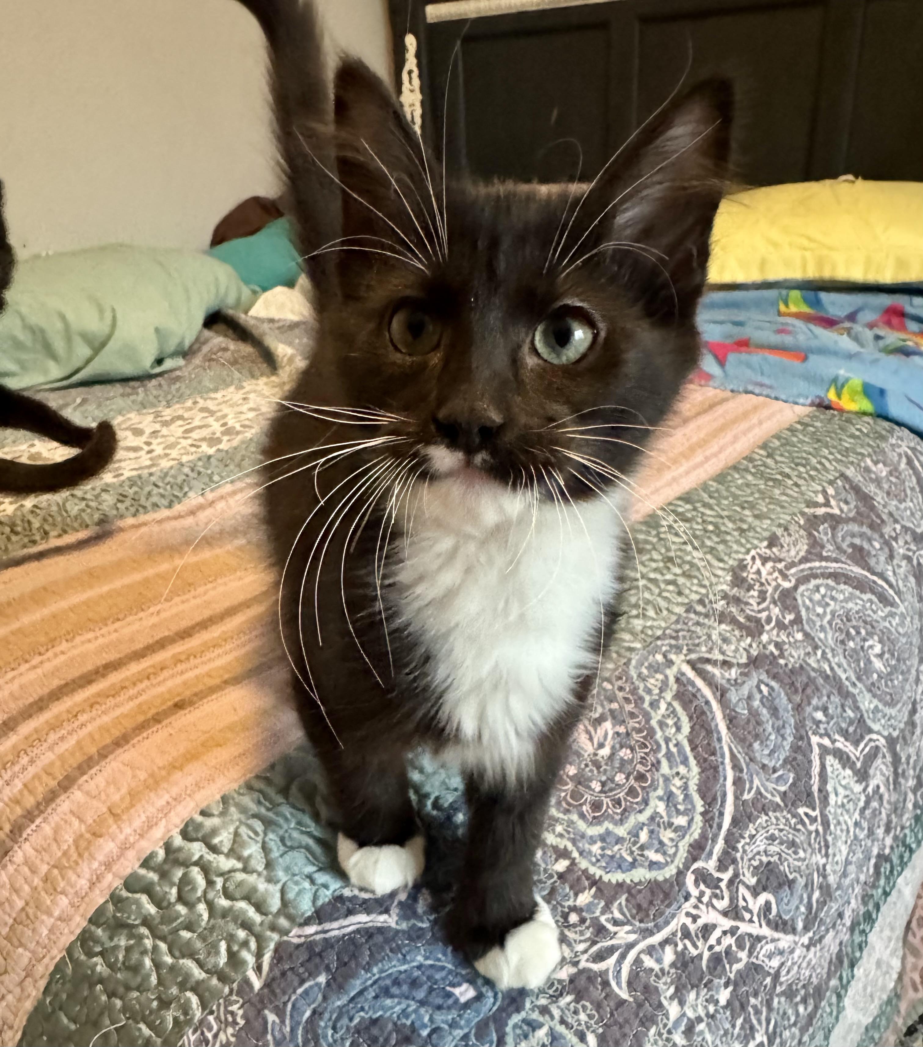 Enlarge Karma, a Adopted Domestic Medium Hair in Wasilla, AK image 1/1