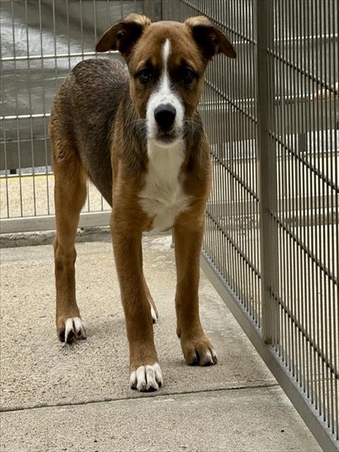 DUSK, Adoptable, Puppy Female Black Mouth Cur & Mixed Breed.