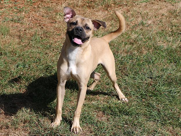 Doug, an adoptable Puggle in Charles Town, WV, 25414 | Photo Image 1
