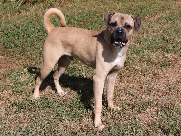 Doug, an adoptable Puggle in Charles Town, WV, 25414 | Photo Image 3