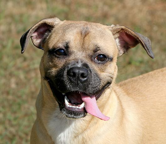 Doug, an adoptable Puggle in Charles Town, WV, 25414 | Photo Image 2