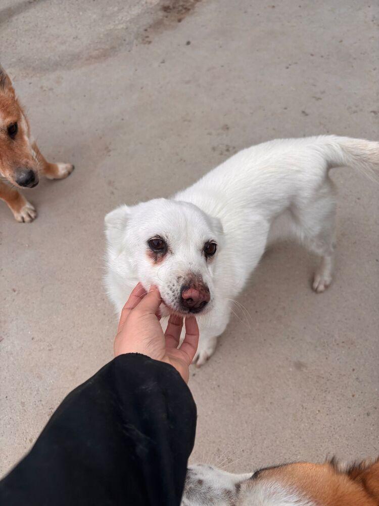 Victory, Adoptable, Young Female Jindo.