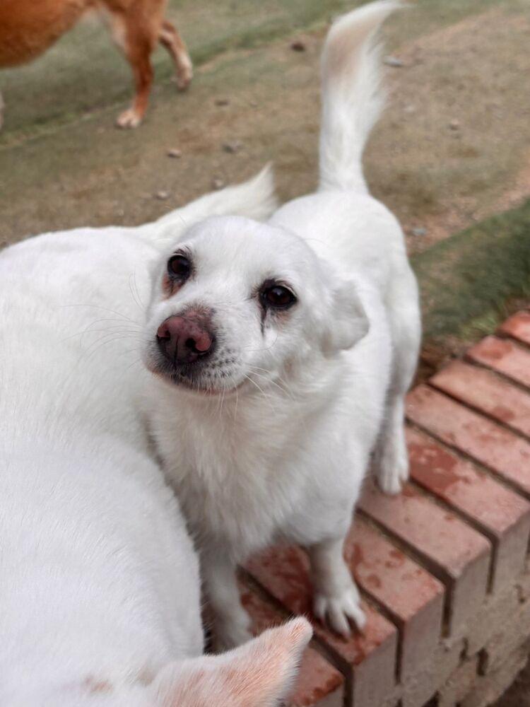 Enlarge Victory, a Adoptable Jindo in Long Island City, NY image 2/4