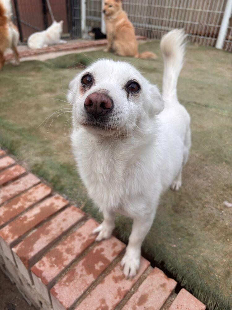 Enlarge Victory, a Adoptable Jindo in Long Island City, NY image 3/4