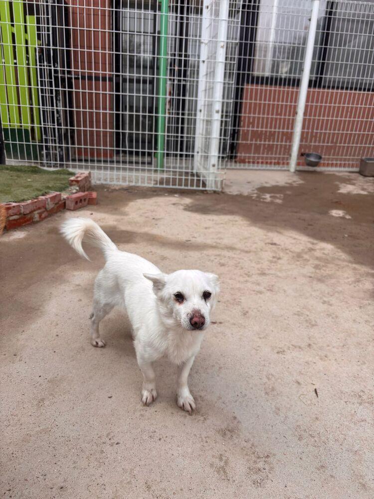 Enlarge Victory, a Adoptable Jindo in Long Island City, NY image 4/4