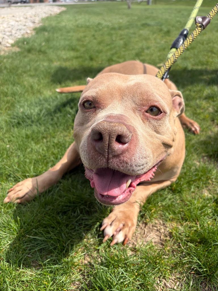 Enlarge Gracie, a Adopted Pit Bull Terrier in Portland, IN image 1/4