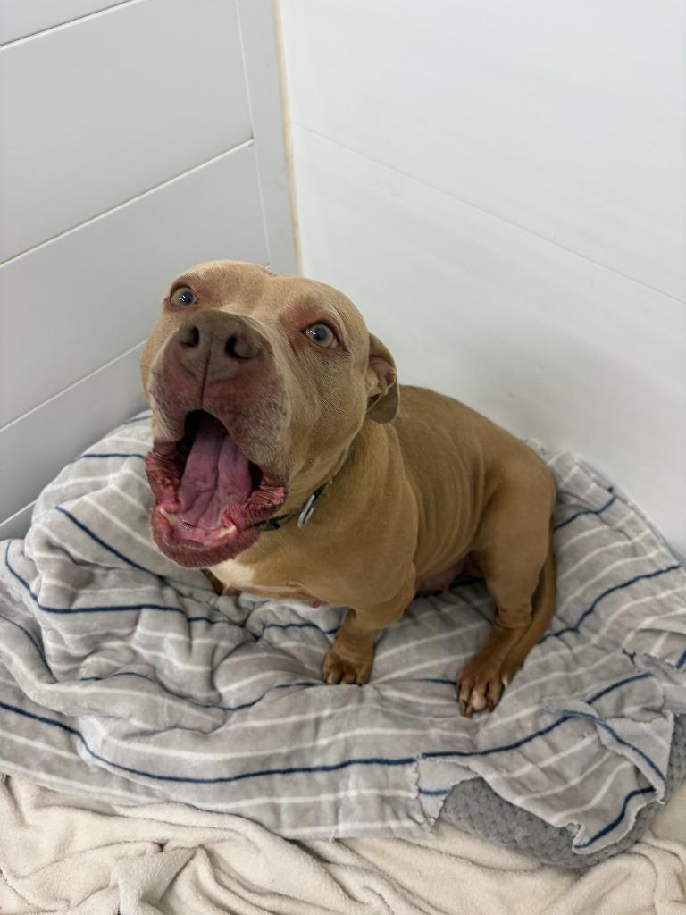 Enlarge Gracie, a Adopted Pit Bull Terrier in Portland, IN image 2/4