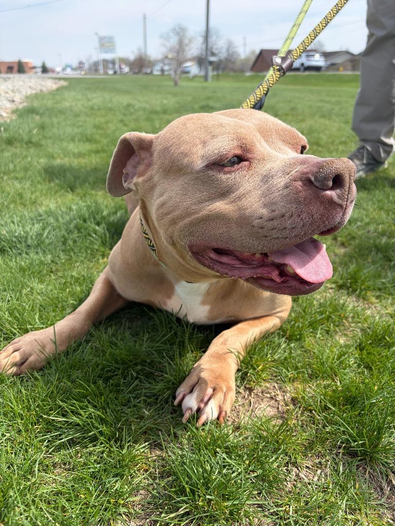 Enlarge Gracie, a Adopted Pit Bull Terrier in Portland, IN image 3/4
