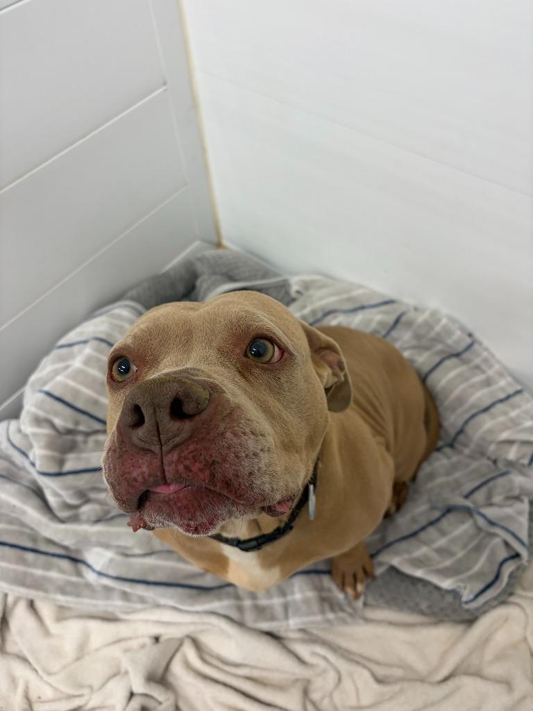 Enlarge Gracie, a Adopted Pit Bull Terrier in Portland, IN image 4/4