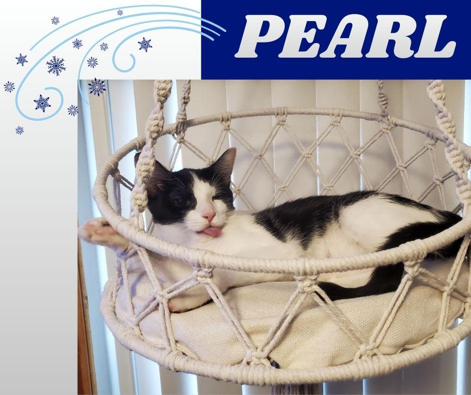 Pearl, a ADOPTABLE Domestic Short Hair in Roachdale, IN image 2/2