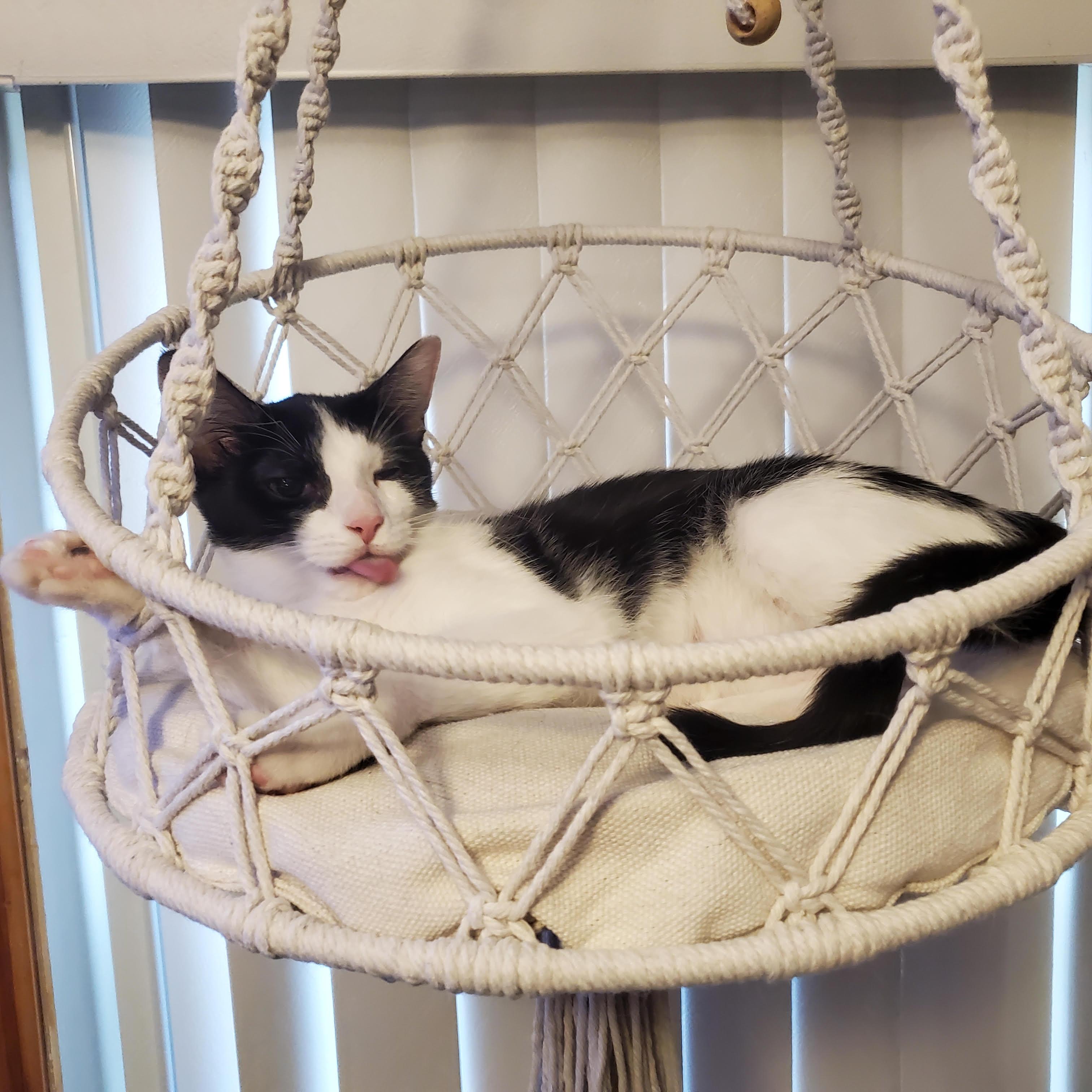 Pearl, ADOPTABLE, Young Female Domestic Short Hair.