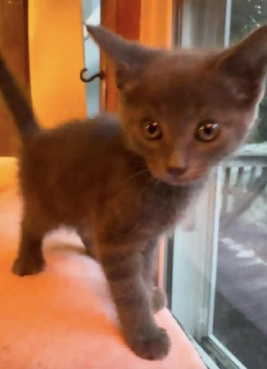 Karl, Adoptable, Young Male American Shorthair.