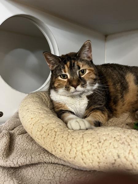 Iris, Adoptable, Senior Female Domestic Short Hair.