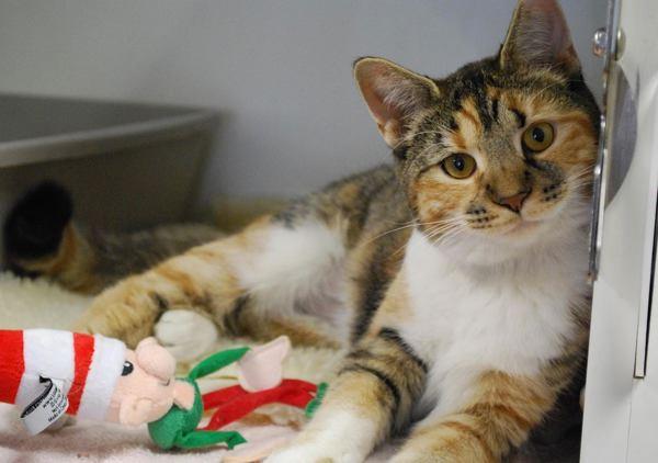 Iris, a Adoptable mixed breed in Columbus, OH image 3/3