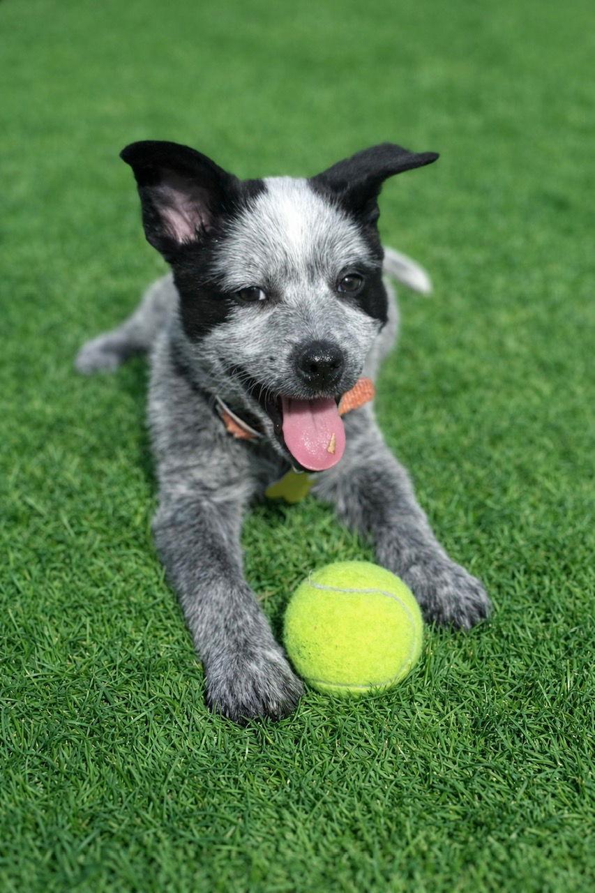 Lotso — thumbnail 2