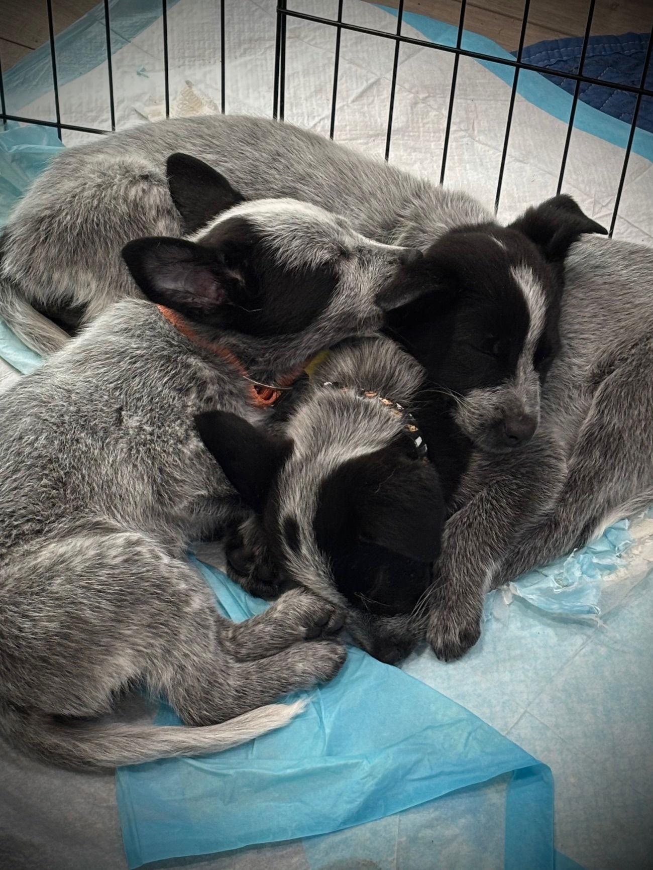 Lotso — thumbnail 3