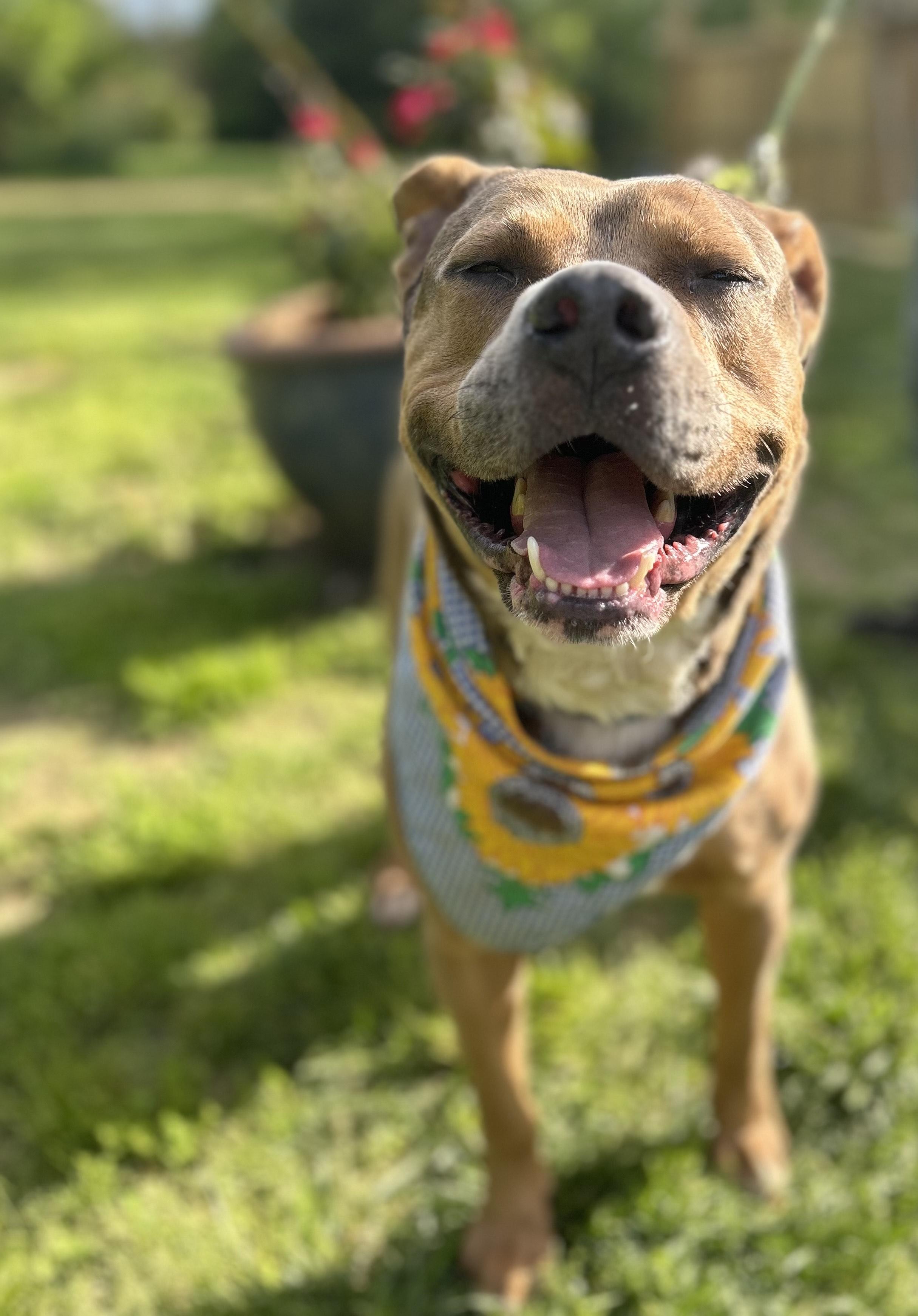 Enlarge Cinibar, a Adoptable mixed breed in Scottsville, KY image 1/5