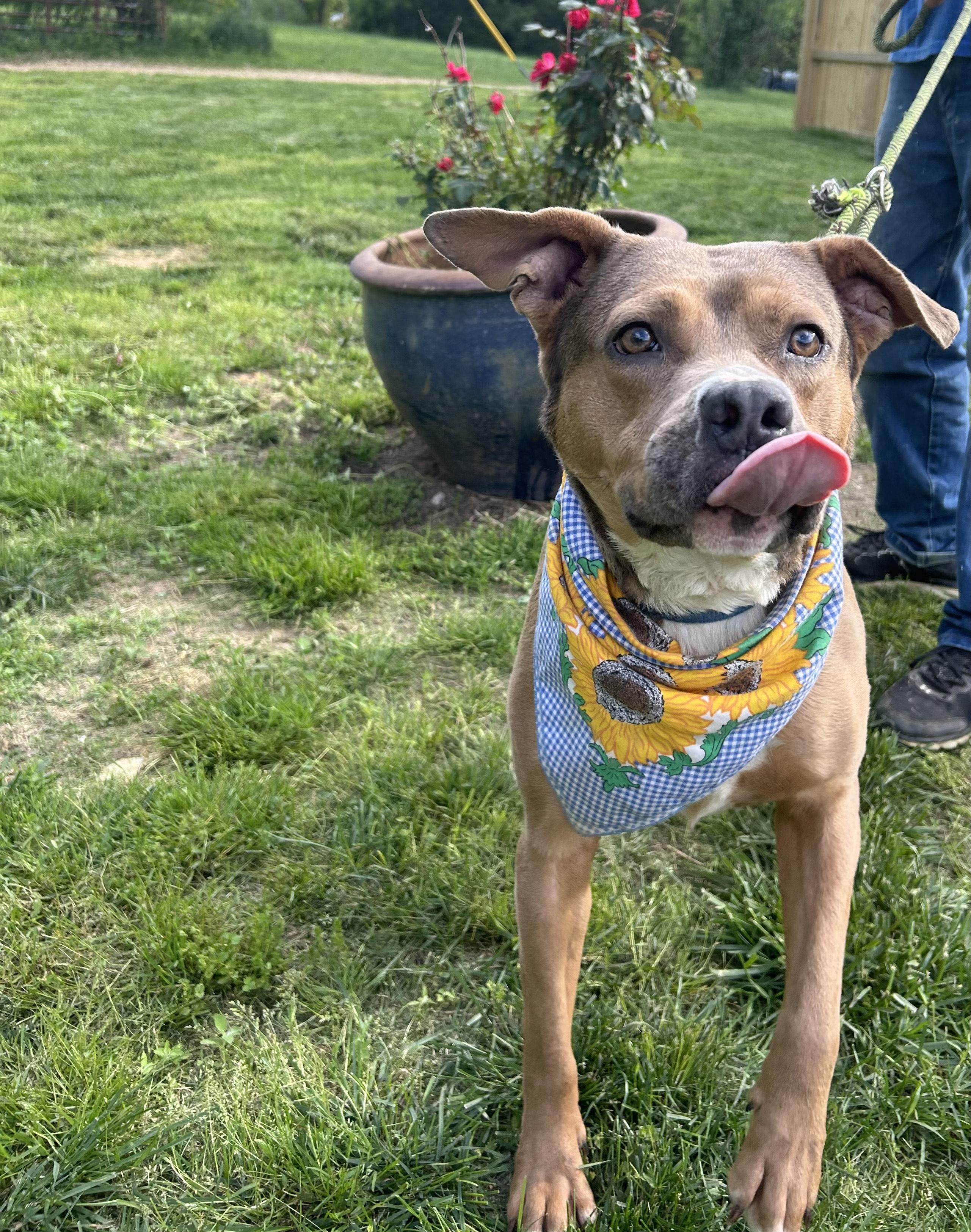 Enlarge Cinibar, a Adoptable mixed breed in Scottsville, KY image 2/5