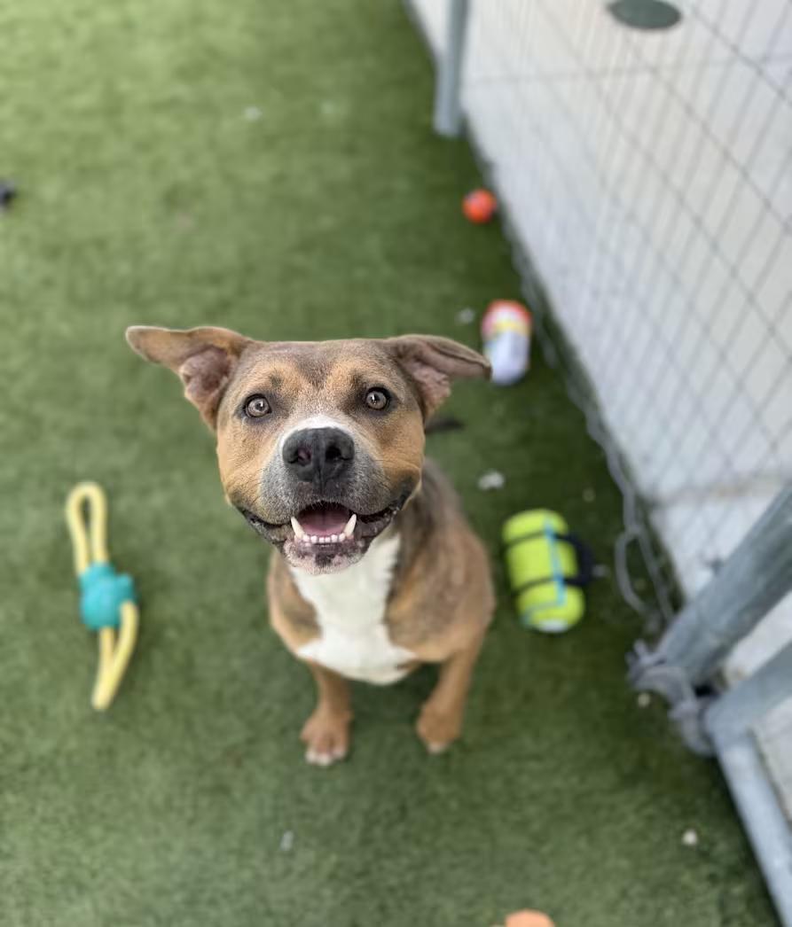 Cinibar, a Adoptable mixed breed in Denver, CO image 5/5