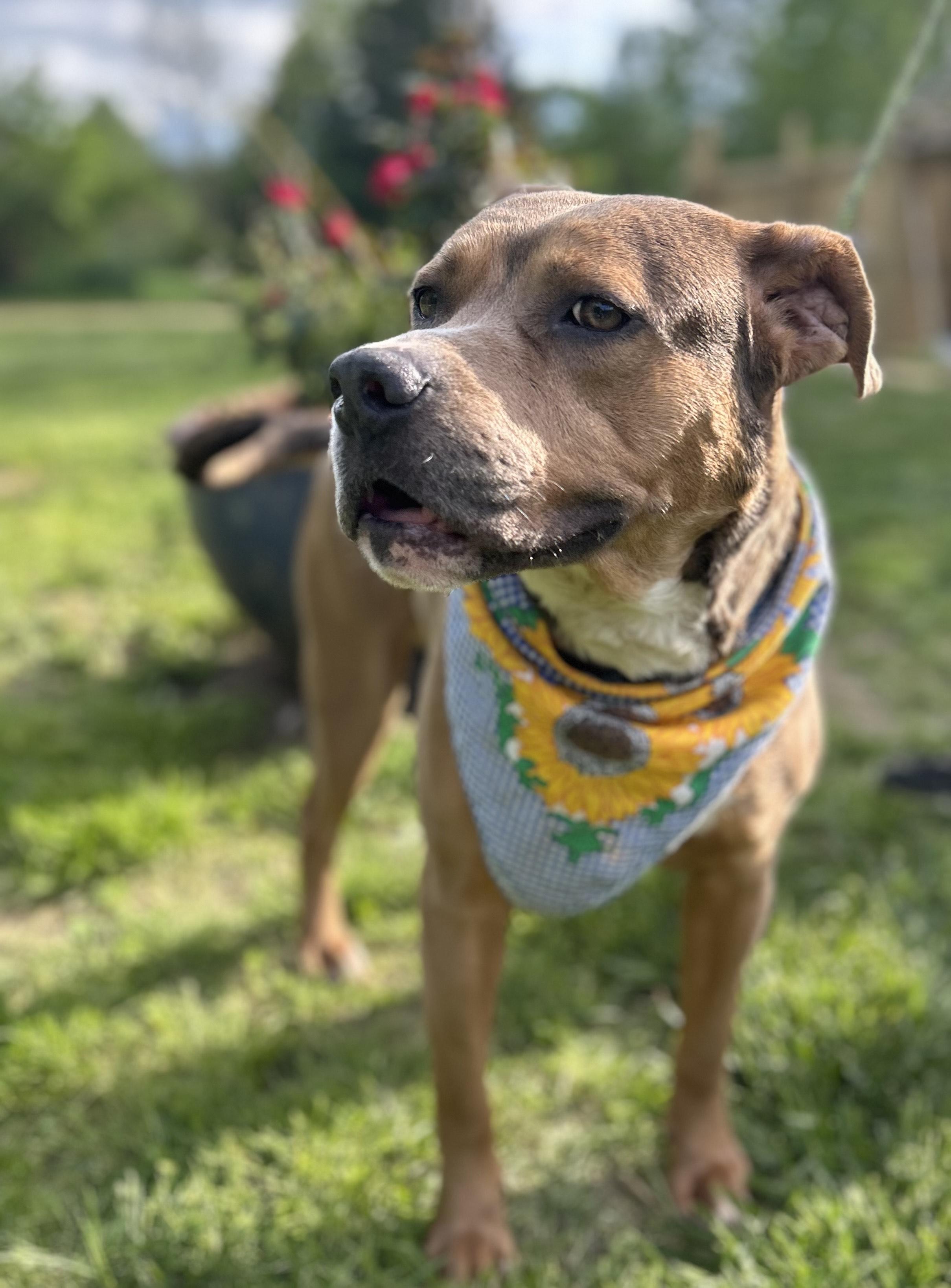 Enlarge Cinibar, a Adoptable mixed breed in Scottsville, KY image 3/5