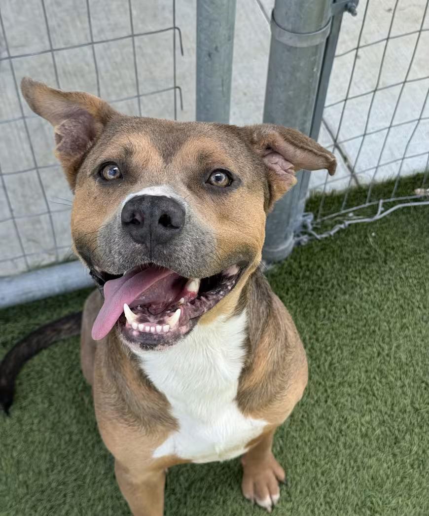 Cinibar, a Adoptable mixed breed in Denver, CO image 4/5