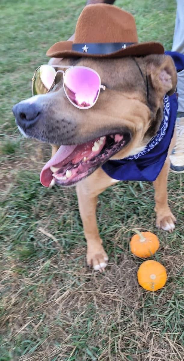 Enlarge Cinibar, a Adoptable mixed breed in Denver, CO image 5/5