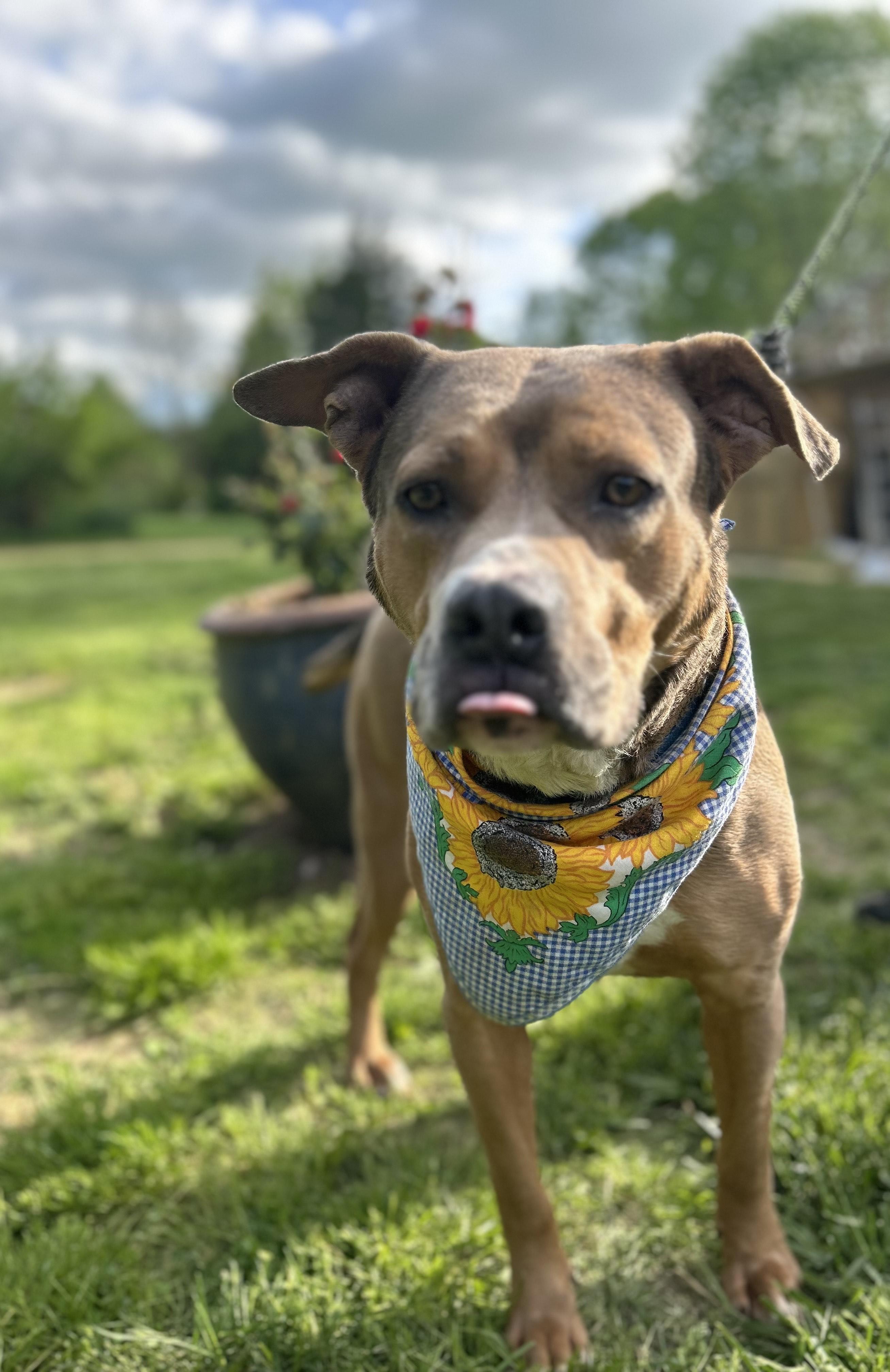 Enlarge Cinibar, a Adoptable mixed breed in Scottsville, KY image 4/5